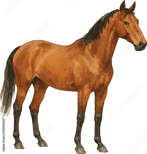 Vector adorable realistic watercolor illustration of a Thoroughbred horse