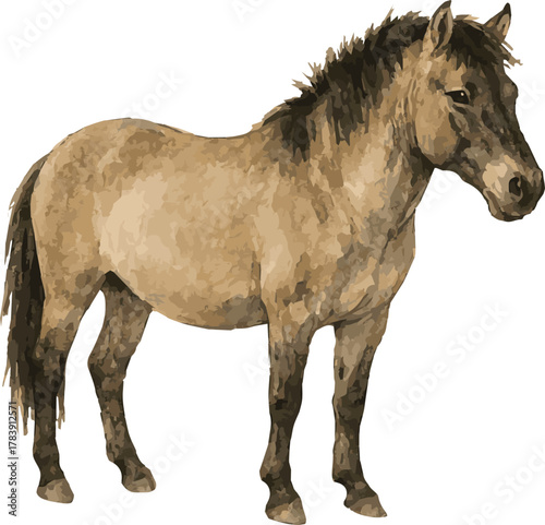 Vector adorable realistic watercolor illustration of a Tarpan horse