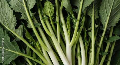 Fresh turnip greens macro view. Healthy eating and organic food concept. Natural vegetable texture for culinary content. Superfood ingredient for a balanced diet and wellness