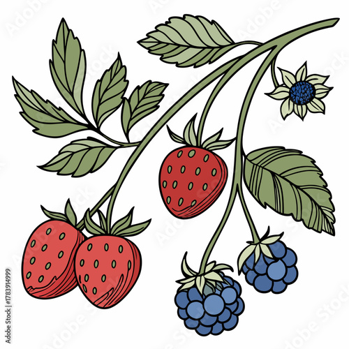 Detailed Vector Set of Berries