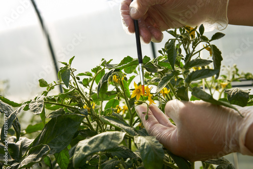 Hand pollination of tomato plants in a greenhouse. Men's hands use a brush to transfer pollen from flower to flower. Detail. Close-up.