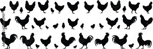 Chicken silhouette collection, black vector hens, roosters, and chicks in varied poses for farm, food, design, and illustration