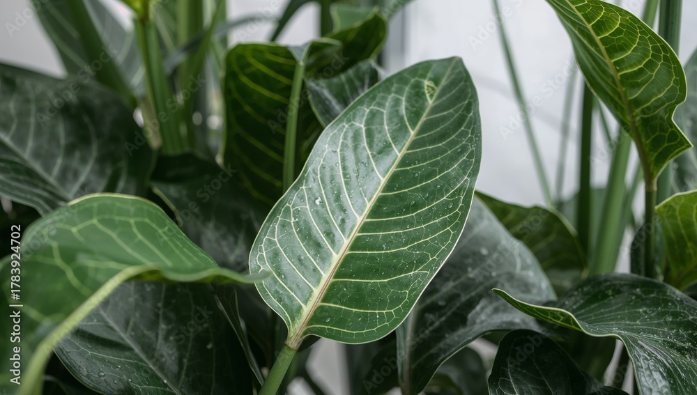 Obraz premium Serene Verdant Canopy. Leaf Textures and Tonal Depths, a Study in Green.
