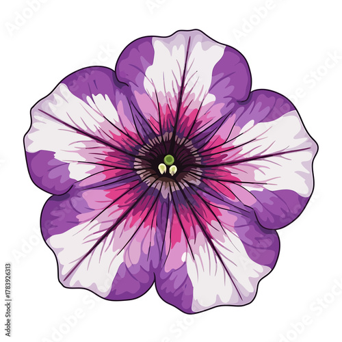 Close up of a purple and white striped petunia flower blooming isolated