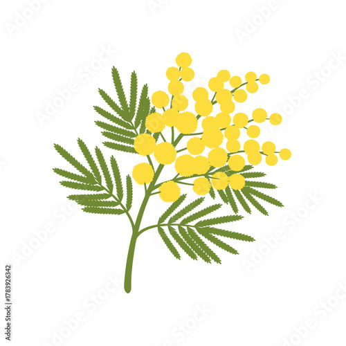 Close up of mimosa flower in botanical illustration style