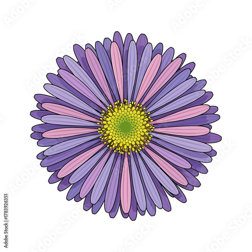Close up of single aster flower with petals in purple and green