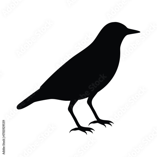 Black bird silhouette standing on a clean background