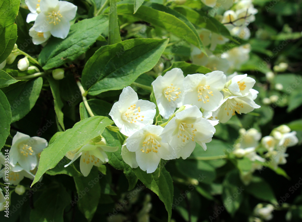 Fototapeta premium Jasmine blooms in the garden