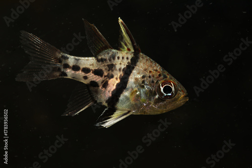 Fotografía orbiculate cardinalfish (Sphaeramia orbicularis) in black background