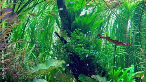 水草ゆれるアクアリウムで泳ぐ熱帯魚の癒やし背景動画