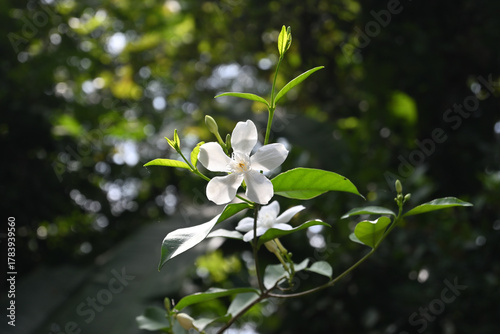 A stunning backdrop of a coral swirl flower blooming on a twig