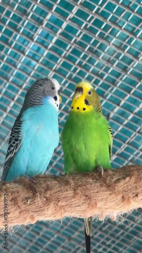 Two Budgies Sitting Together In a Bird Aviary Video