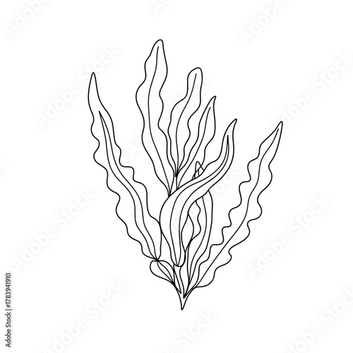 Minimalist line art of seaweed illustration on white background  