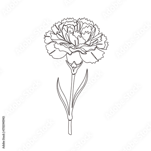 Line drawing of a carnation flower on a white background  