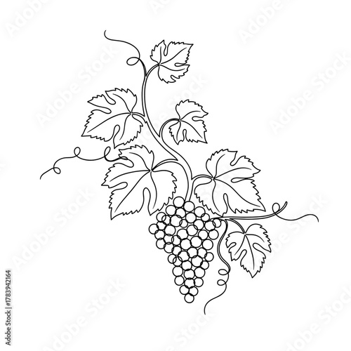 Grapevine with leaves and clusters in simple line art style  
