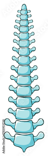 Anatomical illustration of the human spinal column in a simple cartoon style for medical education