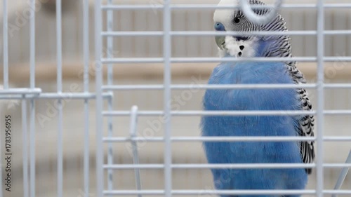 青いセキセイインコが毛づくろいする癒やしのクローズアップ動画