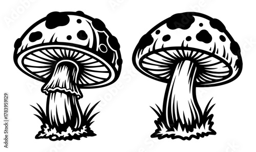 Two mushroom with cap and stem forest fungus botanical illustration nature and food concept