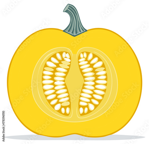Half Butternut Squash Cut Illustration Showing Seeds Interior Vector Harvest