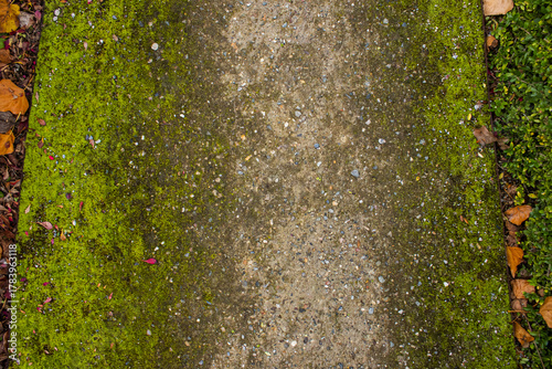 Close-up of asphalt overgrown with green moss between garden shrubs. Ideal for commercial use in moss removers, cleaning products, landscaping, and garden maintenance.