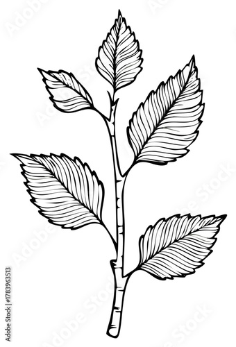 Hand drawn botanical illustration of a plant stem with thorny serrated leaves. Black and white line art vector.
