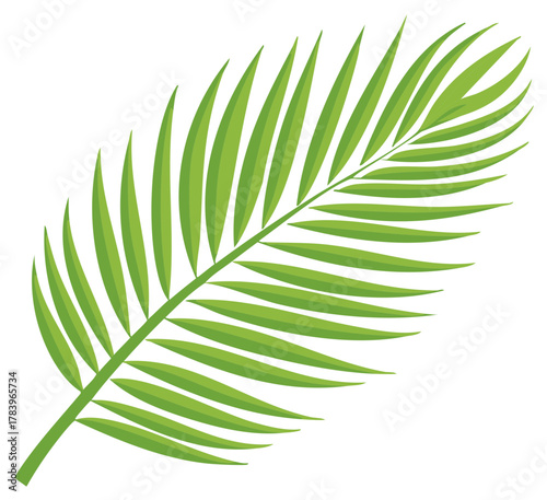 Green Palm Leaf Vector Illustration Tropical Frond Foliage Isolated on White