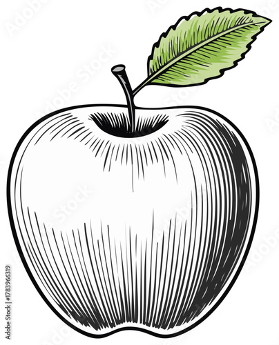 Hand Drawn Apple Illustration Fresh Fruit Sketch with Leaf Details