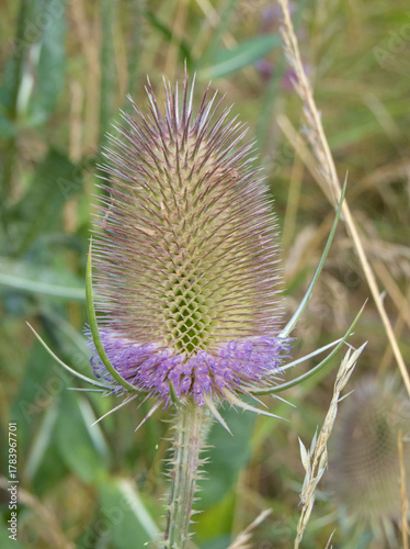 Macro view of a purple teasel flower head with spiky bracts in a blurred wild meadow under natural light.