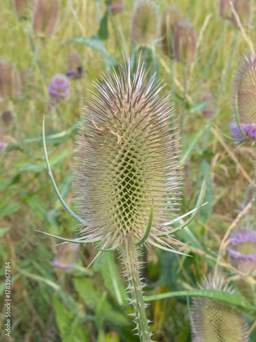 Close-up of a spiky teasel flower head in a wild meadow, surrounded by blurred purple blooms and green foliage.