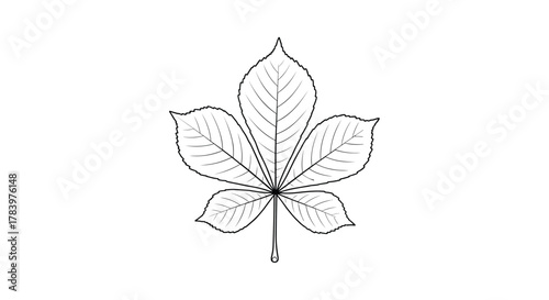 A detailed line drawing of a chestnut leaf, showcasing its distinctive palmate shape and intricate venation, ideal for nature and botanical themes.