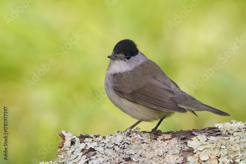 eurasian blackcap