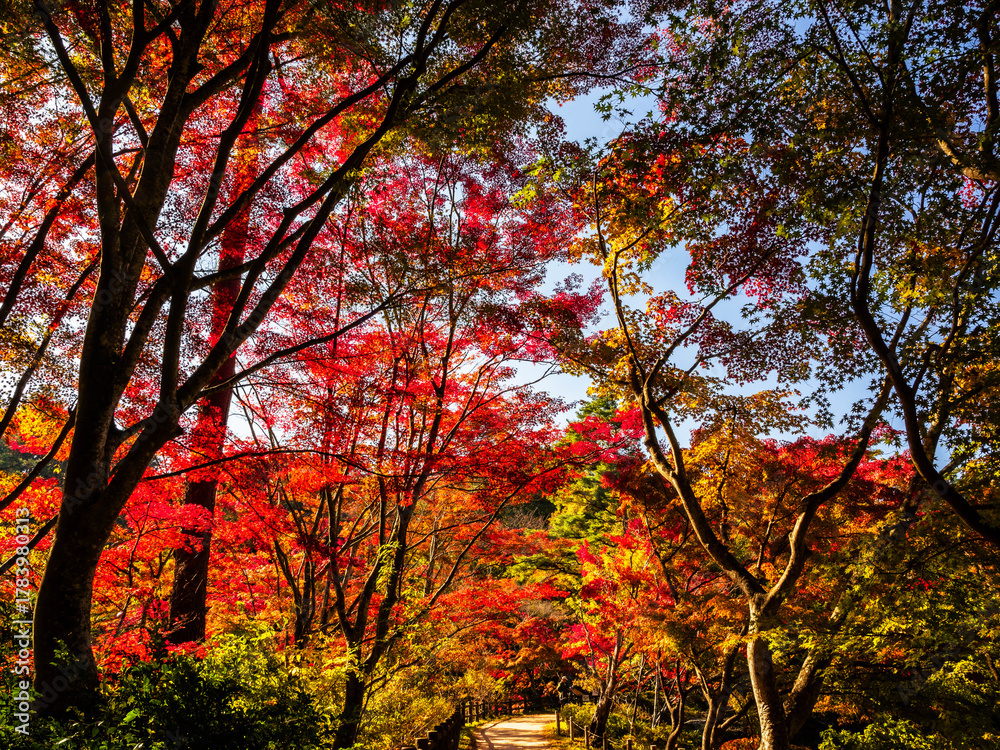 Fototapeta premium 秋が深まり紅葉色づく神戸森林植物園