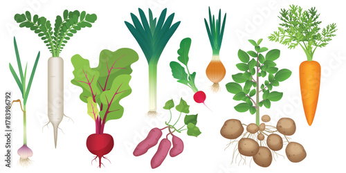Root vegetables set vector illustration. Cartoon isolated healthy raw tubers collection from farm or backyard garden, onion daikon radish leek potato beetroot carrot radish garlic, harvest of veggies