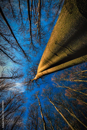 Into the Infinity of the Forest