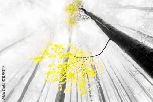 Golden Breath of the Woods