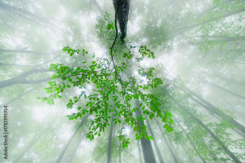 Breath of the Forest