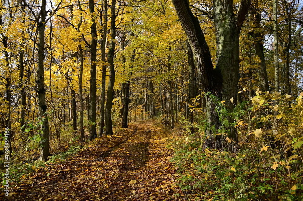 Naklejka premium autumn in the forest