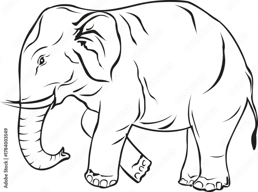 Fototapeta premium Hand drawn elephant outline illustration