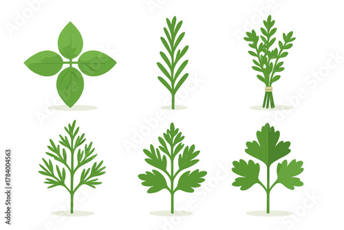 Fresh green culinary herb leaves and sprigs isolated on white background