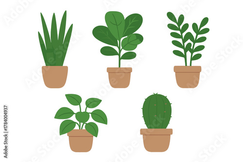 Five different potted houseplants including snake plant and cactus