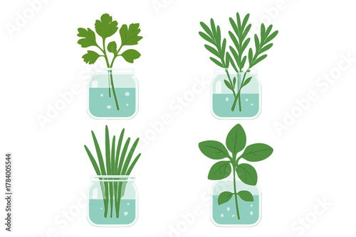 Four culinary herbs growing from cuttings in water jars