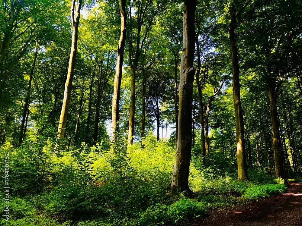 Obraz premium Sunlight Through Green Forest Trees