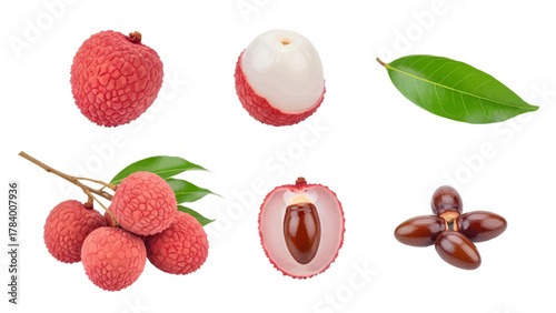 Vector illustration of lychee fruit and its parts on a white background