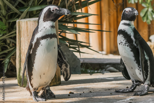 Εκτύπωση καμβά Penguins At Lisbon Zoo - 241C5820