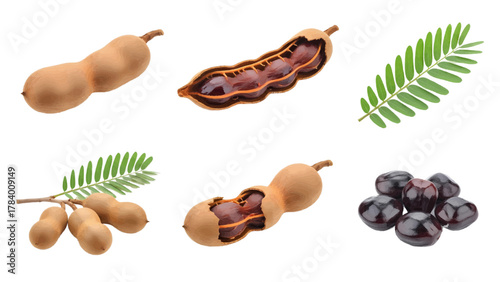 Vector illustration of tamarind fruit, whole, cut, seeds, and leaf on a white background
