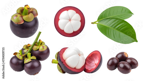 Vector illustration of mangosteen fruit, leaves, and seeds on a white background