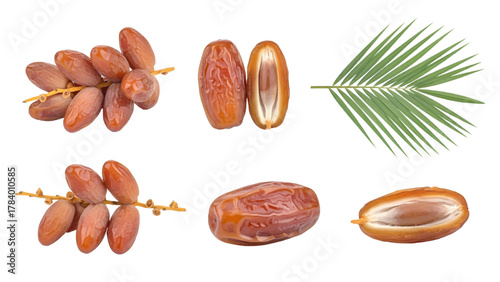 Vector illustration of date fruit collection, whole, halved, and on the branch on a white background