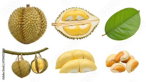 Vector illustration of collection of durian fruit parts and whole durian on a white background