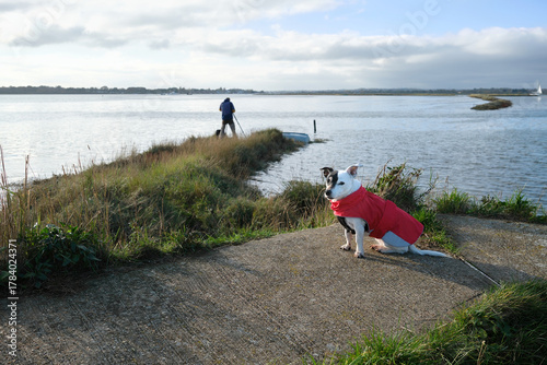 Owner and Loyal Terrier Dog Watching Wildlife Together on Coastal Conservation Marsh