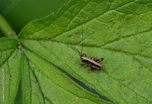 Podkrzewin szary - Pholidoptera griseoaptera